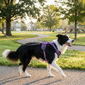 Border collie wearing the purple reflective no-pull dog harness on a walk in the park